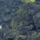 ROV framegrab of Pacific white skate egg sacs near a black smoker in the Galapagos. Photo Courtesy Ocean Exploration Trust